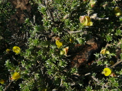 Aspalathus polycephala