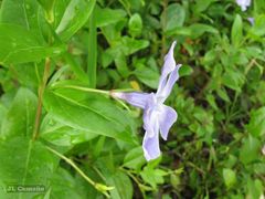 Vinca difformis