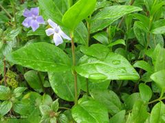 Vinca difformis