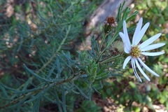 Olearia tenuifolia