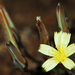 Launaea rarifolia rarifolia - Photo (c) peterwebb, algunos derechos reservados (CC BY-NC), subido por peterwebb
