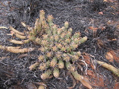 Euphorbia davyi