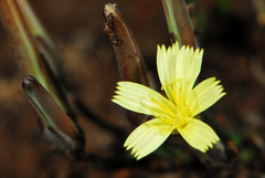 Launaea rarifolia rarifolia