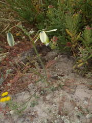 Albuca juncifolia