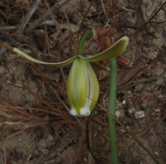 Albuca juncifolia