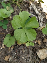 Ranunculus cassubicus