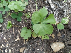 Ranunculus cassubicus