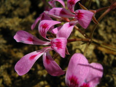 Pelargonium chelidonium