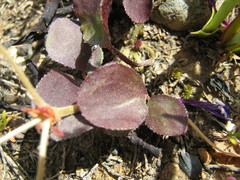 Pelargonium chelidonium