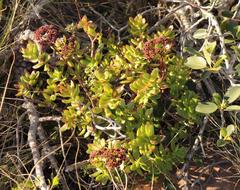 Crassula cultrata