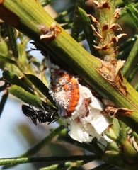 Camponotus niveosetosus