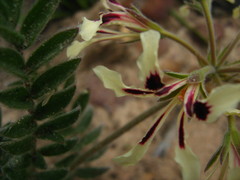 Pelargonium trifoliolatum