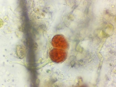 Haematococcus