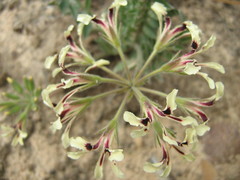 Pelargonium trifoliolatum