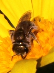 Halictus jucundus