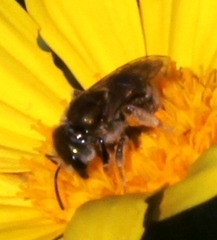 Halictus jucundus