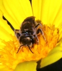 Halictus jucundus