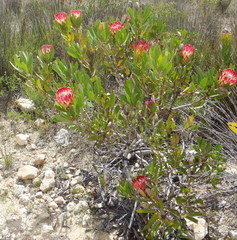 Protea obtusifolia