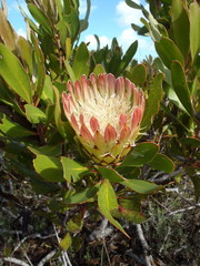 Protea obtusifolia