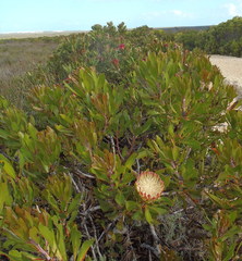 Protea obtusifolia