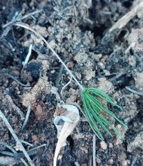 Eriospermum proliferum