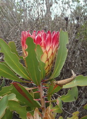 Protea obtusifolia