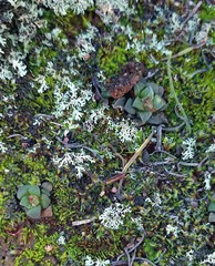 Anacampseros retusa