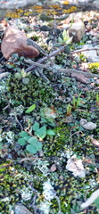 Anacampseros retusa