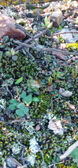 Anacampseros retusa