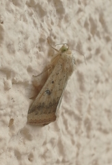 Helicoverpa armigera