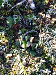 Anacampseros retusa