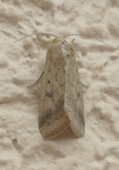 Helicoverpa armigera