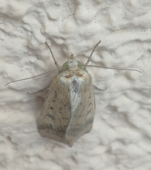 Helicoverpa armigera