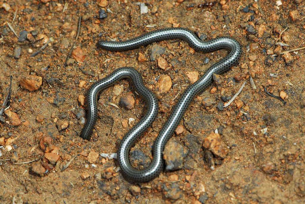 Distant's Thread Snake