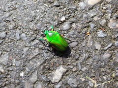 Trigonophorus rothschildi