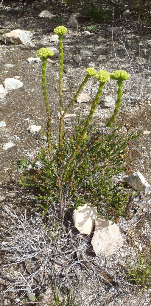 Crassula subulata 2