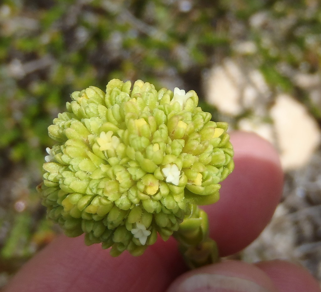 Crassula subulata