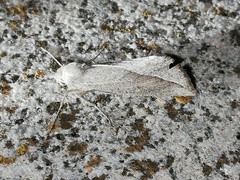 Compsoptera opacaria