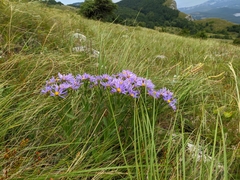 Aster amellus bessarabicus