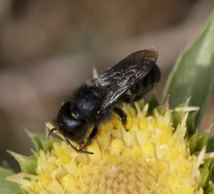 Osmia montana