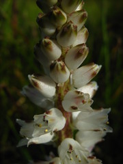 Lachenalia contaminata