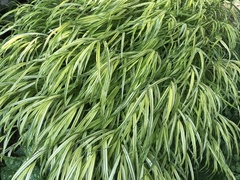 Hakonechloa macra