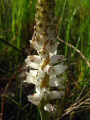 Lachenalia contaminata