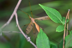 Tipula moiwana