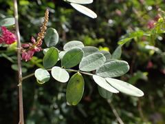 Indigofera pseudotinctoria
