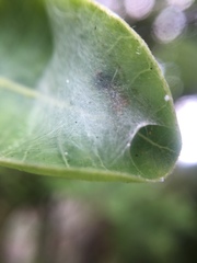 Bijoaraneus mitificus