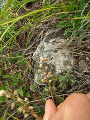 Alyssum calycocarpum