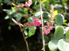 Indigofera pseudotinctoria