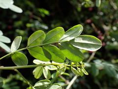 Indigofera pseudotinctoria
