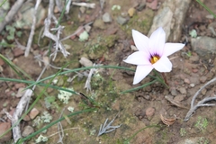 Romulea atrandra atrandra
